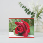 Dew sur une rose rouge | Carte postale Blue Beach (Debout devant)