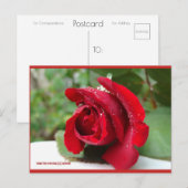 Dew sur une rose rouge | Carte postale Blue Beach (Devant / Derrière)