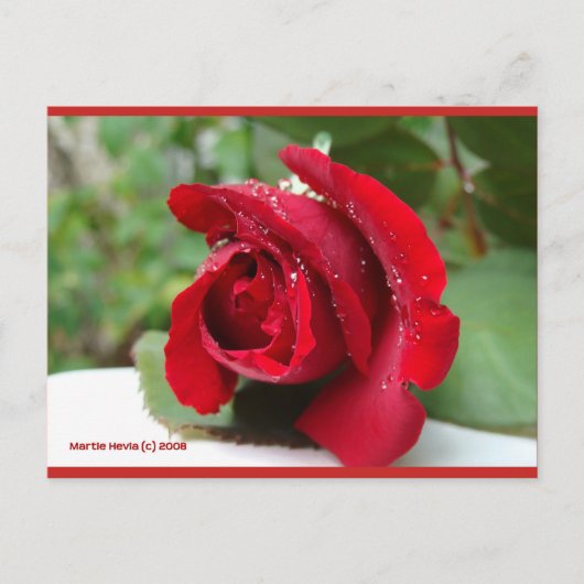 Dew sur une rose rouge | Carte postale Blue Beach (Devant)