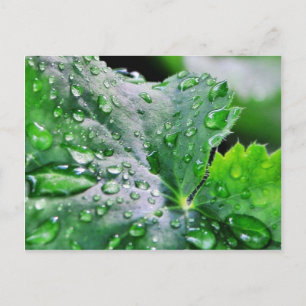 Dew Water druppels Briefkaart