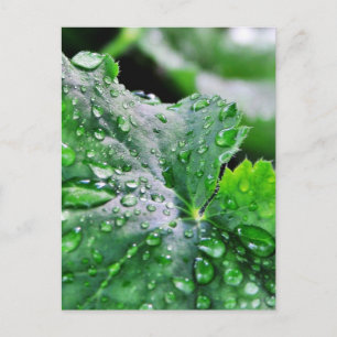 Dew Water druppels Briefkaart