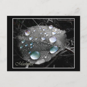 Dewdrop Leaf Briefkaart