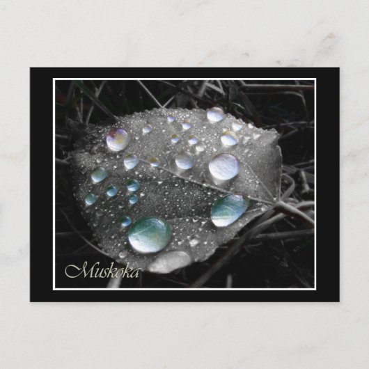 Dewdrop Leaf Briefkaart (Voorkant)
