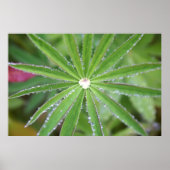 Dewdrop Poster (Voorkant)