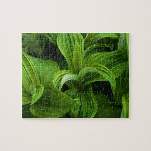 Dewdruppels op een False Helabore Legpuzzel (Horizontaal)