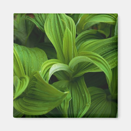 Dewdruppels op een False Helabore Magneet (Voorkant)