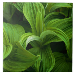 Dewdruppels op een False Helabore Tegeltje