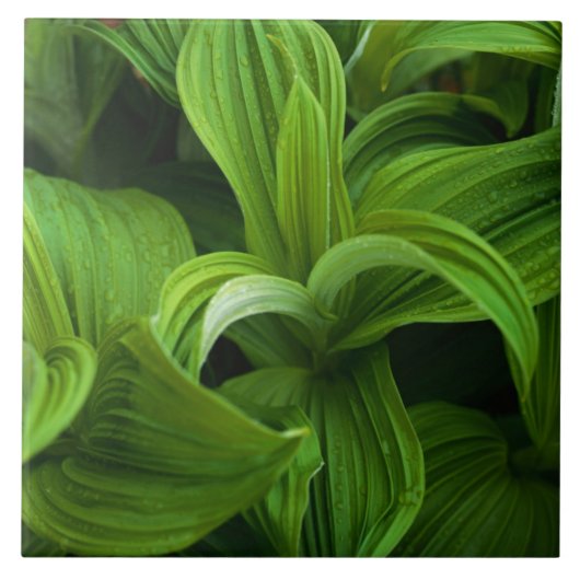 Dewdruppels op een False Helabore Tegeltje (Voorkant)