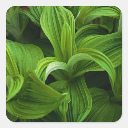 Dewdruppels op een False Helabore Vierkante Sticker (Voorkant)