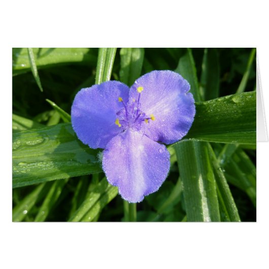 Dewy Trillium Spring Wildflower (Voorkant Horizontaal)