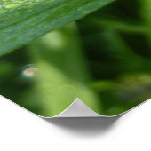 Dewy Trillium Spring Wildflower Poster (Hoek)