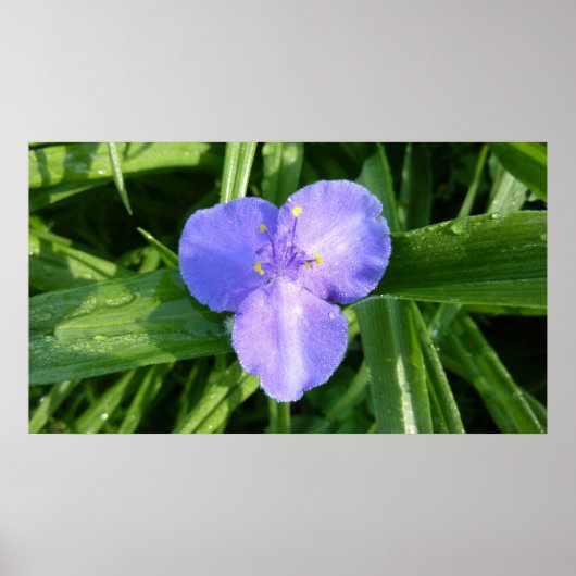 Dewy Trillium Spring Wildflower Poster (Voorkant)