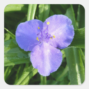 Dewy Trillium Spring Wildflower Vierkante Sticker