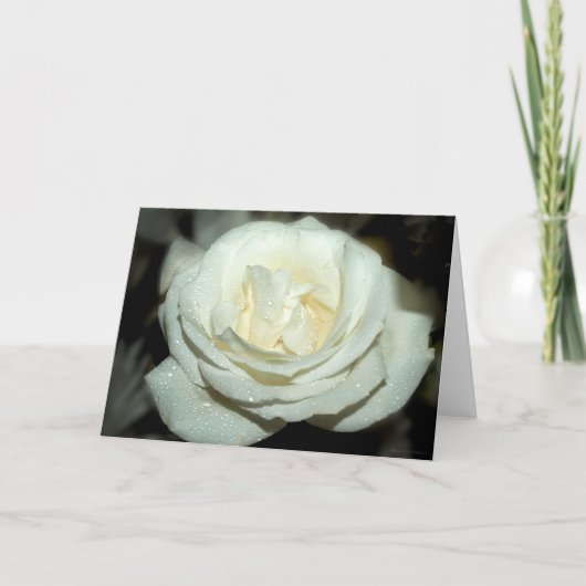 Dewy white rose - blank wenskaart kaart (Voorkant)