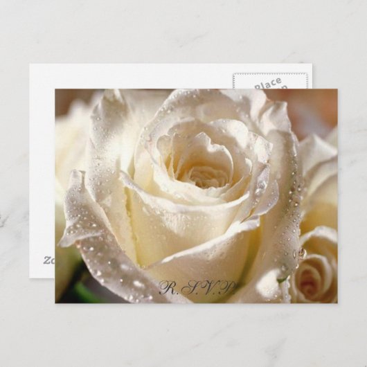 Dewy White Rose R.S.V.P. briefkaart (Voorkant / Achterkant)