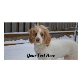 Dexter in de sneeuw – Glossy Poster Print Perfect Poster