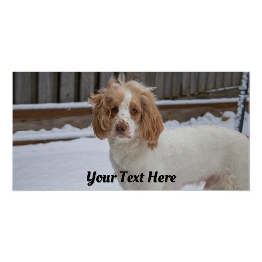 Dexter in de sneeuw – Glossy Poster Print Perfect Poster (Voorkant)