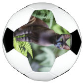 Dexter Le Chat Siamois Noir, Balle De Football (Tourné)