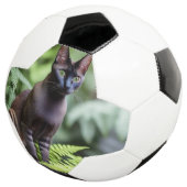 Dexter Le Chat Siamois Noir, Balle De Football (3/4)