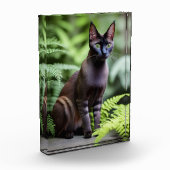 Dexter The Black Siamese Cat, Photo Block Fotoblokken (Links)