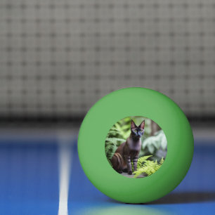 Dexter The Black Siamese Cat, Ping Pong Ball
