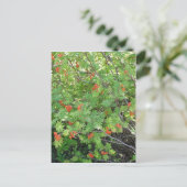 Deze boom heet Rowan in het Engels (wetenschappeli Briefkaart (Staand voorkant)