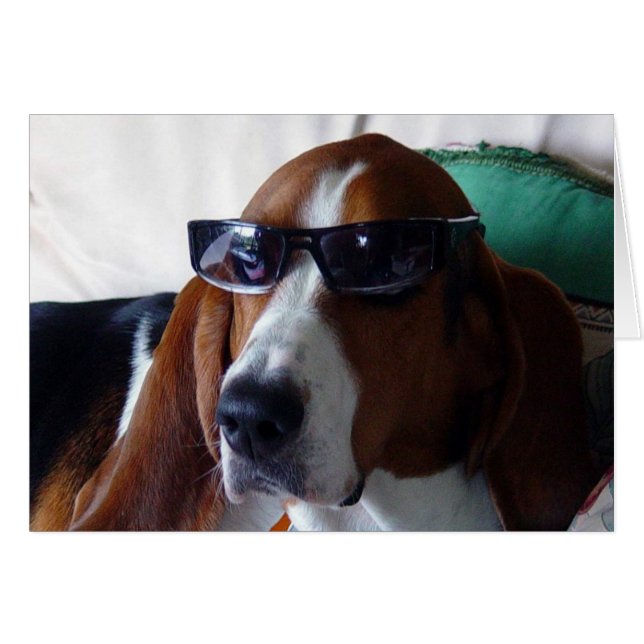 Deze hond is een kool kat (Voorkant Horizontaal)