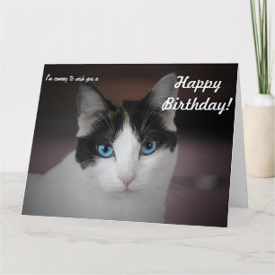 Deze kat is een gelukkige verjaardag! Big Card Kaart