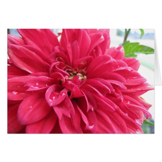 dhalia survit à la sécheresse (Devant horizontal)