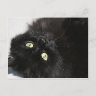 Diabola The Devil's Cat Briefkaart
