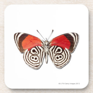 Diaethria clymena drankjes onderzetter