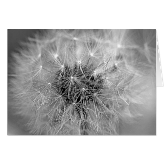 Diafhanisch (Voorkant Horizontaal)