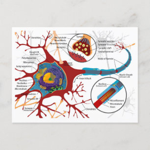 Diagram compleet neuron cel zenuw zenuwstelsel briefkaart