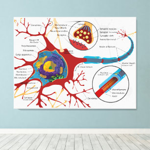 Diagram compleet neuron cel zenuw zenuwstelsel canvas afdruk