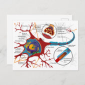 Diagram Complete Neuron Cell Nerve Nervous System Briefkaart (Voorkant / Achterkant)
