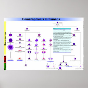 Diagram Hematopoëse bij de mens Stem Cells Poster