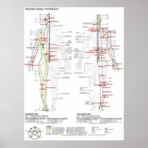 Diagram Schematisch Chinese Meridianen Menselijk L Poster