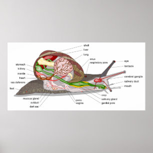 Diagram slak Helix aspersa gespleten orgaan Poster