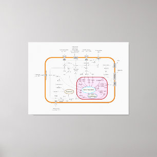 Diagram van de paden van de cel gensignaaloverdrac canvas afdruk
