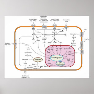 Diagram van de paden van de cel gensignaaloverdrac poster