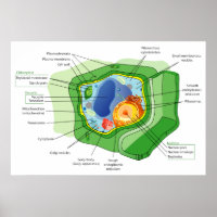 Diagram van een typische Plant celstructuur