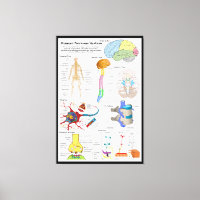 Diagram van het humaan brein en centraal zenuwstel