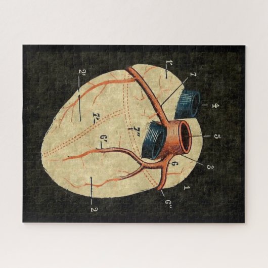 diagram van het menselijk hart legpuzzel (Horizontaal)