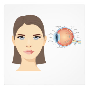 Diagram van het menselijk oog foto afdruk