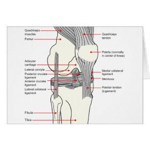Diagramme anatomique d'un joint humain du genou