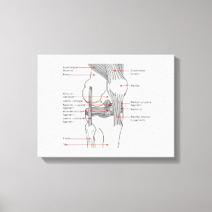 Diagramme anatomique sur toile de l'articulation d