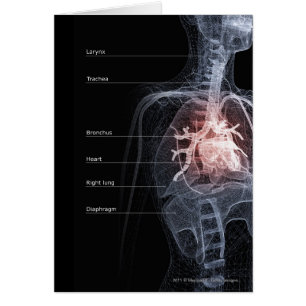 Diagramme de l'appareil respiratoire et du coeur