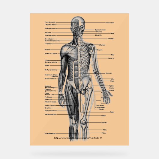 "Diagramme de squelette humain" (Recto)
