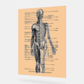 "Diagramme de squelette humain" (Angle)