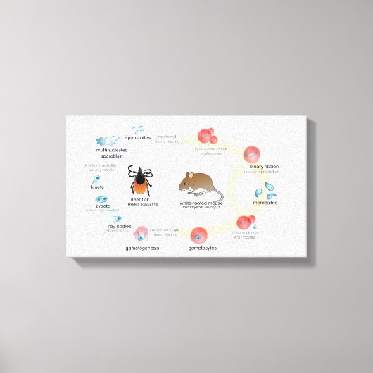 Diagramme de toile Babesia microti cycle de vie (Recto)